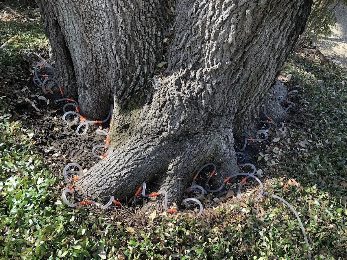 Detailed Tree Cabling and Bracing job site in Tillatoba