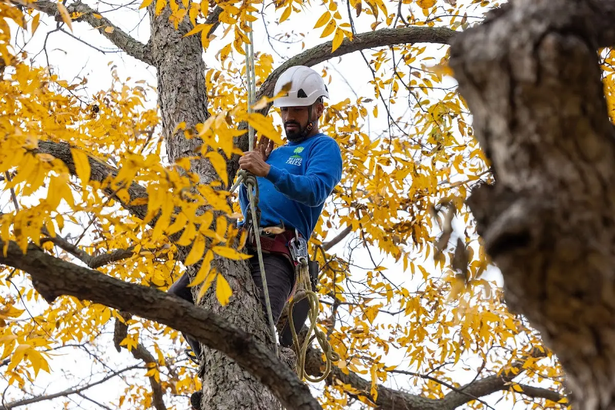 Skilled Tree Pruning crew working in Tillatoba